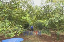 Tháo gỡ 'điểm nghẽn' về mã số vùng trồng cho ngành hàng sầu riêng