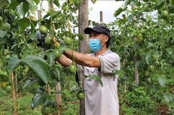 Đẩy nhanh đàm phán mở cửa thị trường cho chanh leo, bưởi
