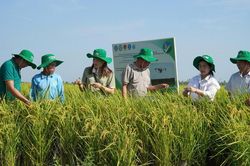 Phụ nữ nông thôn chuyển đổi xanh và thích ứng khí hậu: Bài 1 - Năng động trên cánh đồng phát thải thấp