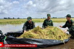 Hơn 100 cán bộ, chiến sĩ giúp dân gặt lúa chạy lũ