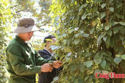 23 thông báo SPS mới, doanh nghiệp xuất khẩu cần lưu ý