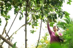 Nâng cao giá trị cây bưởi trụ ven sông Thu Bồn