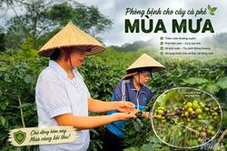 Phòng bệnh cho cây cà phê mùa mưa tại Điện Biên