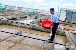 Giá cá điêu hồng tăng, nhưng người nuôi chỉ hòa vốn