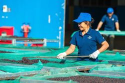 Gia Lai: Chấp thuận chủ trương đầu tư Trung tâm trưng bày cà phê chất lượng cao tại phường Hội Phú