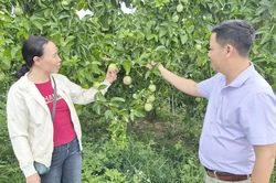 Đổi cây, giữ nghề trên vùng đất mía Tơ Tung