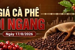 Giá cà phê hôm nay 17/8 ngừng giảm, Robusta và Arabica chờ tín hiệu mới