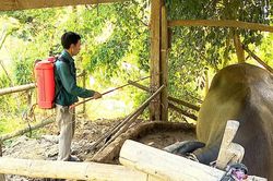 Phình Hồ chủ động phòng, chống dịch tả lợn châu Phi, bảo vệ đàn gia súc
