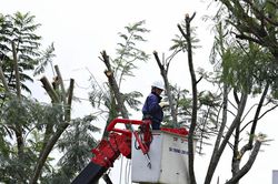 Cắt, tỉa cành phượng tím nhằm giữ cây, bảo đảm an toàn trong mùa mưa bão