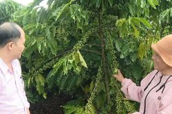 'Tuần hoàn' vốn ưu đãi, tiếp sức tái canh cà phê