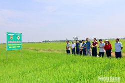 Hội Nông dân xã Khánh Thiện tham quan các mô hình phát triển kinh tế