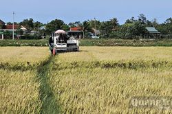 Đẩy nhanh tiến độ thu hoạch lúa vụ hè-thu