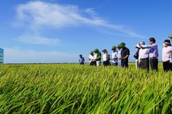 Đánh giá mô hình sản xuất lúa trên diện tích đất không canh tác vụ hè-thu
