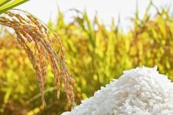Ngày 17/8: Giá lúa gạo tại Đồng bằng sông Cửu Long sáng đầu tuần ít biến động