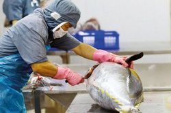 Mở rộng “lá chắn” bảo hiểm nông nghiệp, tạo bệ đỡ cho dòng vốn tín dụng