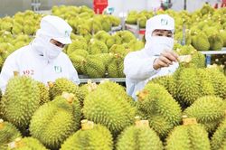 Xuất khẩu tăng, giá giảm - sầu riêng cần cú hích từ thị trường nội địa
