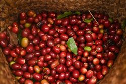 Giá cà phê giảm, duy trì quanh mốc 94.900 đồng/kg