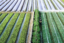 Nông nghiệp Hà Nội tăng tốc nhờ Luật Thủ đô
