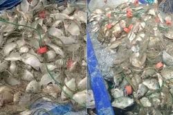 Ngư dân kéo mẻ lưới gần 200 kg cá, thế nhưng lại phát hiện ra điều đáng lo