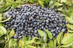 Tập huấn thâm canh trám đen, hướng tới vùng nguyên liệu gắn với tiêu thụ