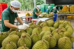 Chủ tịch UBND tỉnh, thành phố chịu trách nhiệm nếu để ách tắc xuất khẩu sầu riêng