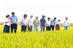 Tp. Huế: phường Thanh Thủy chủ động thu hoạch lúa Hè Thu, hướng đến sản xuất bền vững