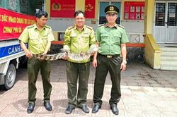 Phát hiện cá sấu mắc lưới, người dân chủ động giao nộp cho công an