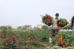 Hà Nội: Gia tăng giá trị sản xuất nông nghiệp vụ Mùa