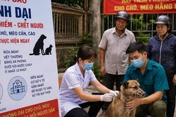 Bệnh dại ở Lâm Đồng diễn biến phức tạp, một con chó nghi dại cắn 5 người