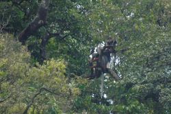 Phát hiện quần thể 'hoa hậu' họ nhà khỉ ở rừng Quảng Trị