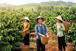 Giá cà phê hôm nay 18.8.2026 tăng trở lại, cao nhất 95.300 đồng/kg