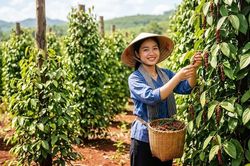 Giá hồ tiêu hôm nay 18.8.2026: Cao nhất 139.000 đồng/kg