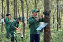 N&acirc;ng cao năng lực sản xuất gắn với tu&acirc;n thủ nghi&ecirc;m quy định bảo vệ m&ocirc;i trường trong ng&agrave;nh cao-su