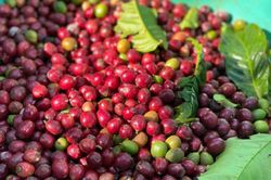 Bản tin nông sản hôm nay (18-8): Giá cà phê bật tăng trở lại, giá hồ tiêu đi ngang