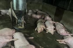 TPHCM: Ti&ecirc;u hủy gần 50 tấn động vật kh&ocirc;ng bảo đảm vệ sinh th&uacute; y