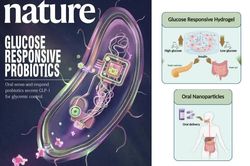 Vi khuẩn probiotic được biến đổi gen để điều trị bệnh tiểu đường