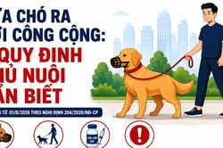 Đưa chó ra nơi công cộng: 4 quy định chủ nuôi cần biết