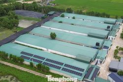 Trang trại vịt 30.000 con nhiều năm gây ô nhiễm