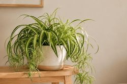 Cây cảnh nào không độc với thú cưng?