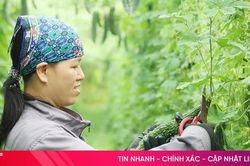 Mai Hoa mở hướng l&agrave;m gi&agrave;u cho người d&acirc;n
