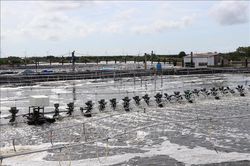 Vĩnh Long phát triển diện tích nuôi thủy sản ứng dụng công nghệ cao