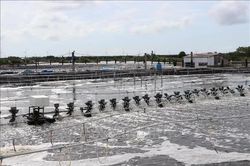 Vĩnh Long phát triển diện tích nuôi thủy sản ứng dụng công nghệ cao