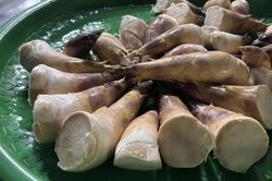 Măng Lục Trúc cho thu nhập tới 300 triệu đồng/ha/năm