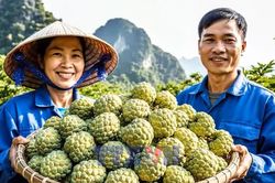 Na núi đá – sinh kế trên vùng đất khó