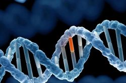 Phát hiện gene 'công tắc tổng' giúp duy trì cân bằng cơ thể