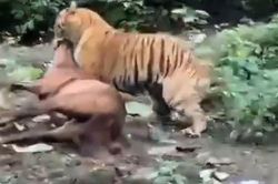 Hổ dữ tấn công ngựa rồi kéo vào rừng ngay giữa ban ngày