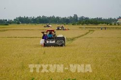Nhịp sống vùng đầu nguồn Đồng Tháp trước mùa nước về