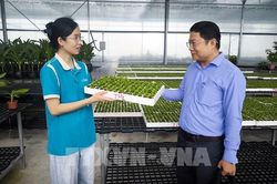 X&oacute;a nỗi lo trắng tay m&ugrave;a hoa Tết nhờ c&ocirc;ng nghệ cấy m&ocirc; ở Vĩnh Long