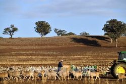 Australia mạnh tay xử l&yacute; t&igrave;nh trạng sử dụng lao động tr&aacute;i ph&eacute;p trong ng&agrave;nh n&ocirc;ng nghiệp