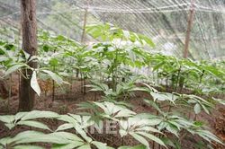 L&agrave;o Cai hỗ trợ ph&aacute;t triển dược liệu, mức cao nhất l&ecirc;n tới 10 tỷ đồng